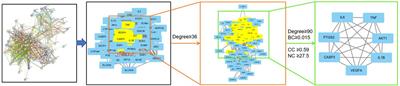 Exploring the mechanism of Suanzaoren decoction in treatment of insomnia based on network pharmacology and molecular docking